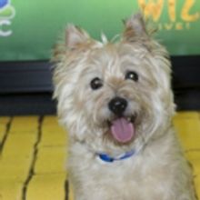BWW Interview: Broadway Animal Trainer Bill Berloni Is Getting Toto in Top Shape for…