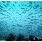 Smithsonian Channel Premieres AN OCEAN MYSTERY: THE MISSING CATCH to Celebrate Earth…