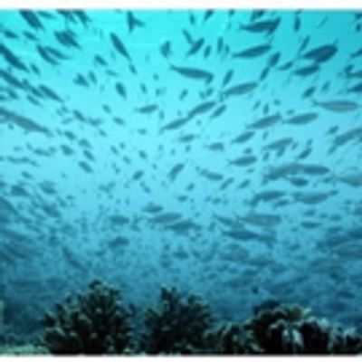 Smithsonian Channel Premieres AN OCEAN MYSTERY: THE MISSING CATCH to Celebrate Earth Day
