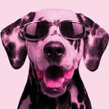 BWW REVIEW:  THE LITTLE DOG LAUGHED Is A Hollywood Fairy Tale Looking At The Choices 