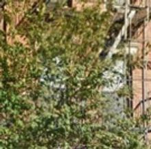 Brooklyn Arts Council (BAC) and Brooklyn Born Present WHAT GROWS IN EAST NEW YORK