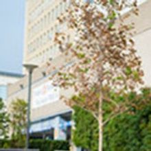 Trans Day of Visibility Comes to Harvey Milk Park 3/31