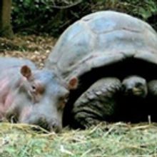 'OWEN & MZEE' Will Come to Life Onstage at Vital Theatre in 2018