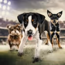 Cutest Sports Competition Returns! Animal Planet to Air PUPPY BOWL XIII, 2/5