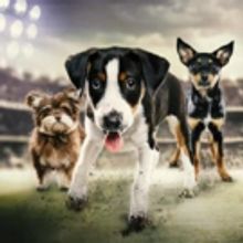 Cutest Sports Competition Returns! Animal Planet to Air PUPPY BOWL XIII, 2/5