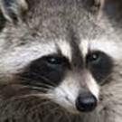 TWITTER WATCH: Ten Terrific Tweets From Central Park's Shakespeare Raccoon