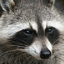 TWITTER WATCH: Ten Terrific Tweets From Central Park's Shakespeare Raccoon