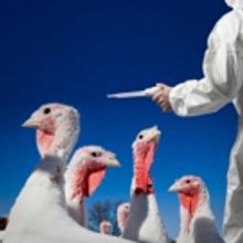 THE BIRDS AND THE BEES Set for Blyth Festival