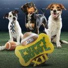 PUPPY BOWL XII Returns to Animal Planet Today