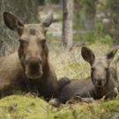 THIRTEEN's Nature Presents 'Moose: Life of a Twig Eater' Tonight