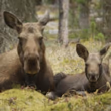 THIRTEEN's Nature Presents 'Moose: Life of a Twig Eater' Tonight