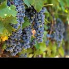 Visit Temecula Valley Anticipates a Delicious New Crop of Temecula Valley Southern…