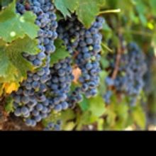 Visit Temecula Valley Anticipates a Delicious New Crop of Temecula Valley Southern Ca