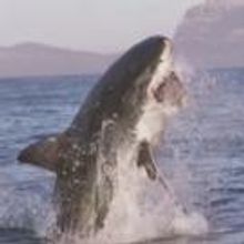 VIDEO: SHARK WEEK Frenzy! Oberto Beef Jerky as Great White Bait?