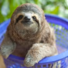 THIRTEEN's NATURE Launches Season 34 Profiling Animal Rescue Centers Tonight