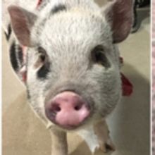 DreamWrights' BABE Reminds Us that Anything is Possible