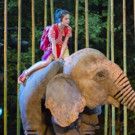 Animal Magic Goes Wild at the Lyceum Theatre with Michael Morpurgo's RUNNING WILD