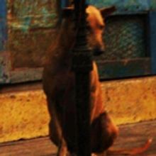 Penned in the Margins Presents NO DOGS, NO INDIANS