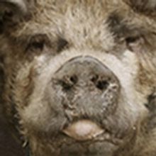 Theatricum Botanicum presents Peter Hall's Stage Adaptation of George Orwell's ANIMAL