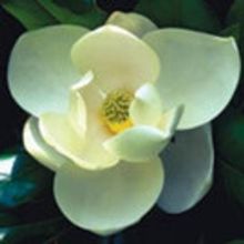 Atlanta Botanical Garden to Host Regional Plant Conservation Summit