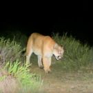 THE CAT THAT CHANGED AMERICA to World Premiere at Santa Barbara Film Fest