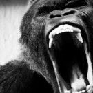 Progressive Rock Ensemble Ape Shifter to Release Self-Titled Debut Album