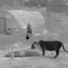 Thirteen's NATURE to Premiere 'India's Wandering Lions', 4/13