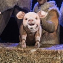 BABE, THE SHEEP PIG to Run at Exeter Northcott Theatre Next Month
