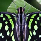 Meijer Gardens' Butterfly Exhibition to Showcase Tropical Butterflies from Four…