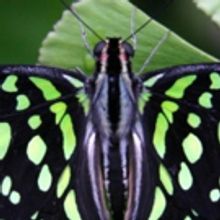 Meijer Gardens' Butterfly Exhibition to Showcase Tropical Butterflies from Four Conti