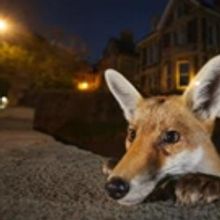 Wildlife Photographer Exhibit Coming To Royal Ontario Museum