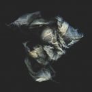 Tulipomania Releases Fourth Album THIS GILDED AGE Today
