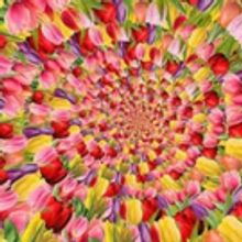 Spring to Pop This March at Atlanta Botanical Garden with More Than 300,000 Bulbs