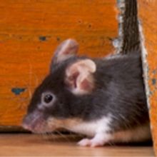 Irish Theatre of Chicago Sets Lineup for 2017 NEW IRISH VOICES FESTIVAL