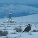 PBS's NATURE Chronicles The Sagebush Sea Tonight