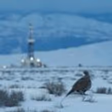 PBS's NATURE Chronicles The Sagebush Sea Tonight