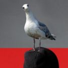 ACT Theatre to Present Aaron Posner's STUPID F#@*ING BIRD