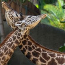 LA Zoo's Presents Wildly Romantic ADULTS ONLY Valentine Celebration SEX & THE CITY ZO