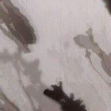 BWW Review: Artworks, Music and Dance Offer an Immersive experience in BIRD/FISH in t