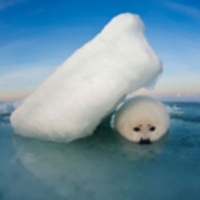 BWW Interview: Underwater Photographers David Doubilet and Jennifer Hayes Talk CORAL KINGDOMS AND EMPIRES OF ICE