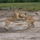 Nat Geo WILD Redefines Wildlife Storytelling with Epic Global Miniseries Event SAVAGE KINGDOM