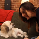 BWW Exclusive: TAILS OF BROADWAY- Meet Julia Murney's Playful Pup- Pepper!