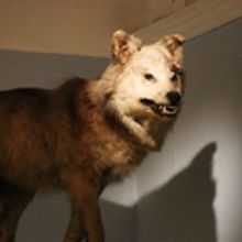 Some Of The World's Fiercest Predators Spotted On The Prowl In Warrington