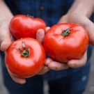 Savor The Flavors Of The Summer Season With Tips And Recipes From Aramark And The…
