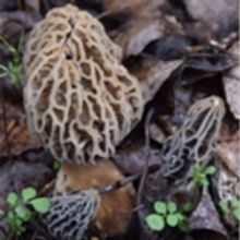 GMHP Now Offering Morel Mushrooms Growing Kits for Mother's Day