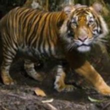 National Geographic Live Series Begins in February at Holland Performing Arts Center