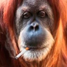 FRANK SUMATRA Set for Theatre N16 This May