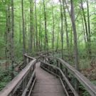 Visual Arts of NJ Explores New Jersey Parks
