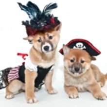 Bring Your Canines in Costume to the Doggy Fancy Dress Parade at New Brighton Seaside