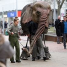 Elephant Spotted RUNNING WILD in Coventry City Centre